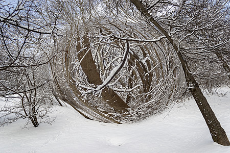 数字说明冬季雪幕背景背景森林环境假期眼睛旅行树枝冻结失真场景降雪图片