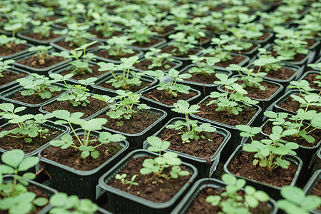 温室里有很多绿色植物 在春天种植庄稼的理念 在春天播种蔬菜零售植物栽培植物群店铺植被园艺叶子展示图片