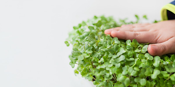 小孩正在触摸微型果岭 在家中种植微型植物以获得健康或素食营养 种子在家里发芽 带有复制空间的横幅宏观白色食物树叶孩子生长农业健康图片