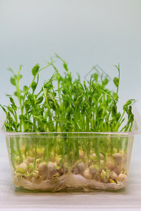 白色背景的微绿色豆芽分离 有选择地聚焦生物生态生长餐厅饮食花园营养向日葵沙拉蔬菜图片