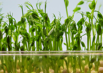 种子生长白色背景的微绿色豆芽分离 有选择地聚焦蔬菜种子向日葵生长花园营养沙拉生态餐厅婴儿背景