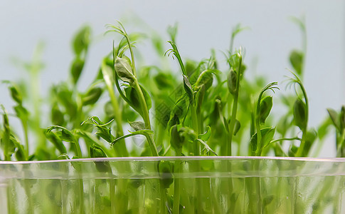 白色背景的微绿色豆芽分离 有选择地聚焦餐厅食物生物土壤横幅营养向日葵婴儿饮食蔬菜图片