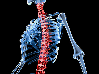 3d 在医学上准确说明骨架背脊椎疼痛的骨骼图片