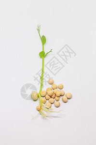 白色背景的微绿色豆芽分离 有选择地聚焦植物饮食向日葵蔬菜土壤横幅食物花园沙拉生物图片