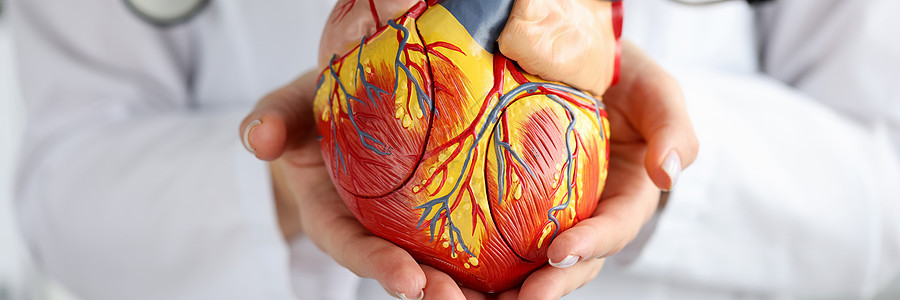 医生在诊所闭诊时持有人工心脏模型图片