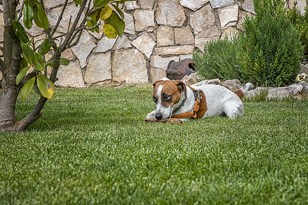 用木棍在花园绿草地上玩耍的拉塞尔泰瑞尔动物宠物公园身体乐趣朋友猎犬犬类哺乳动物小狗图片