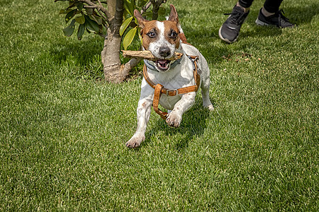 用木棍在花园绿草地上玩耍的拉塞尔泰瑞尔衣领宠物狗小狗身体猎犬快乐动物宠物乐趣假期图片