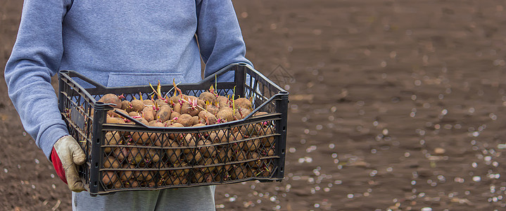 在一个盒子里的农场种植的土豆农民地球地面营养饮食种子生长场地园艺食物图片