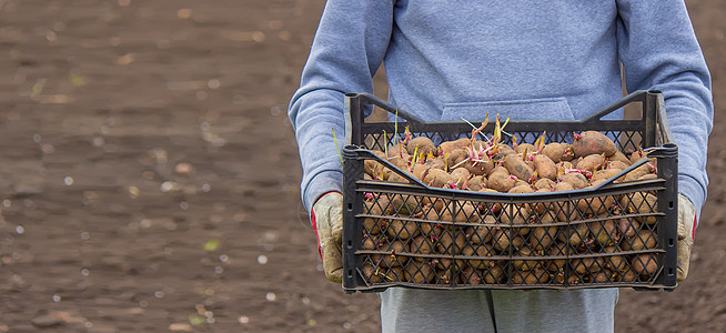 在一个盒子里的农场种植的土豆种植园营养生长蔬菜食物收获饮食收成块茎植物图片