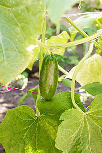 生长在农村温室葡萄藤上的黄瓜 有选择的焦点季节生产收成食物蔬菜农业植物营养花园环境图片