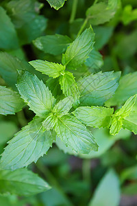 花园里新鲜的自制绿菜 有选择的重点芳香薄荷香料草本植物厨房饮食营养洋葱香菜沙拉图片