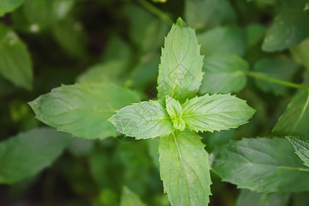 花园里新鲜的自制绿菜 有选择的重点草本植物香料沙拉芳香香菜蔬菜收成厨房饮食洋葱图片