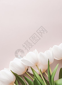 蜜蜂背景的白色郁金花 作为平板背景 自然和假日的美丽的鲜花奢华礼物蓝色阳光假期平铺植物学母亲生活植物背景