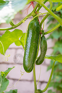 生长在农村温室葡萄藤上的黄瓜 有选择的焦点园艺蔬菜房子食物季节叶子土壤环境花园植物图片