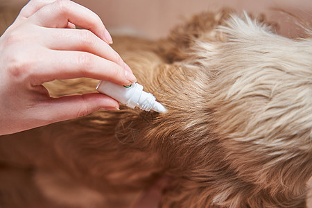 这只狗用寄生虫的治疗方法 滴在了枯萎的药水上皮肤控制跳蚤宠物头发漏洞保健药品医院医生图片