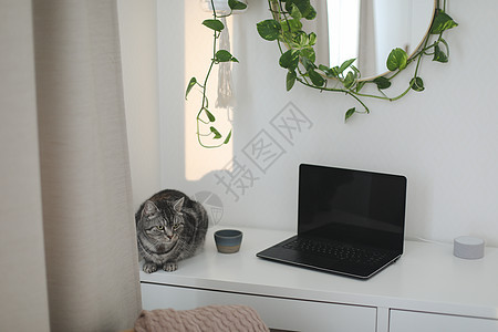 猫在舒适的工作场所 桌上有一台笔记本电脑 圆镜旁有一朵花图片