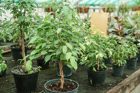 温室里有很多绿色植物 在春天种植庄稼的理念 在春天播种花盆市场亲生物树叶店铺人行道农业植物群栽培植物图片