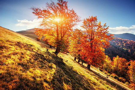 在阳光明媚的下午和秋季时植物木头土地桦木植被蓝色牧场远足旅行农村图片