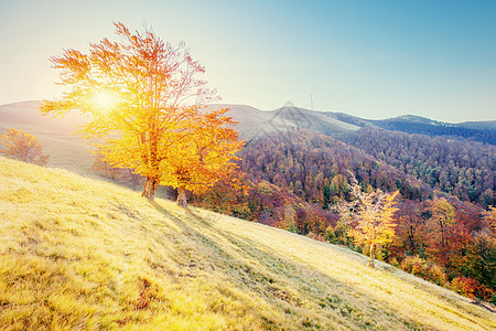 在阳光明媚的下午和秋天季节小路土地橙子桦木蓝色植物木头林地天空叶子图片
