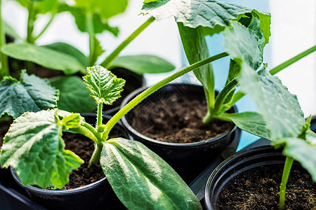 在窗户上种植的树苗 有选择的焦点食物环境花园土壤地面栽培土地农业温室生活图片