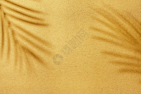 黄沙上棕榈树枝的夏影叶子阴影沙漠棕色沙丘植物海滩阳光晴天墙纸图片