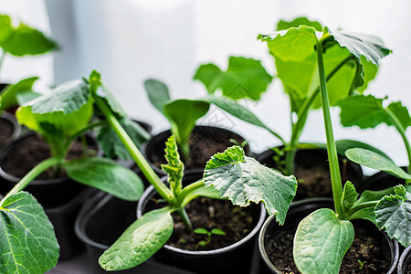 在窗户上种植的树苗 有选择的焦点栽培温室生长蔬菜植物农业土壤生态黄瓜食物图片