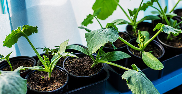 在窗户上种植的树苗 有选择的焦点生态蔬菜生长食物土地季节花园地面栽培环境图片