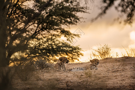 南非Kgalagadi跨界公园Cheetah野生动物猎豹游戏生物荒野捕食者动物自然保护区夫妻哺乳动物图片