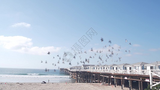 威尼斯海滩美国加州海洋海滩 白屋堆积处的木质水晶码头海洋海鸥平房建筑学天空蓝色海滩鸽子假期支撑背景