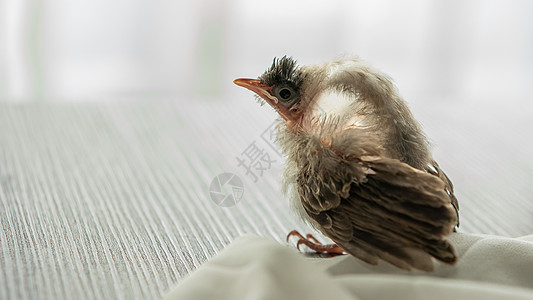 鸟儿身上的小红耳灯泡在被猫攻击后受伤伤害羽毛损害兽医鸟伤羽绒小鸡帮助禽病婴儿图片