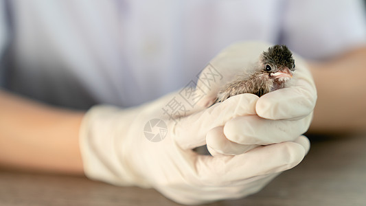 在被一只猫攻击和伤害后 近距离的兽医手握着小鸟的外科手套羽毛荒野热带幼鸟森林病人检查治疗美甲翅膀图片