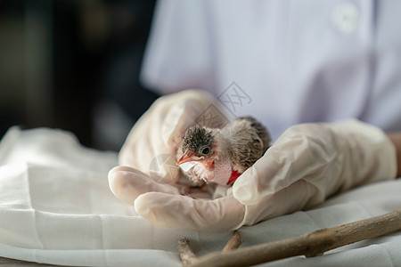 在被一只猫攻击和伤害后 近距离的兽医手握着小鸟的外科手套幼鸟鸟伤羽毛野生动物荒野热带美甲鸣禽宠物森林图片