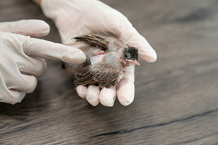 在被一只猫攻击和伤害后 近距离的兽医手握着小鸟的外科手套热带治疗森林宠物鸣禽鸟伤翅膀荒野病人幼鸟图片