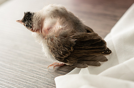 鸟儿身上的小红耳灯泡在被猫攻击后受伤救援帮助野生动物宠物禽病荒野眼睛伤害疾病新生图片