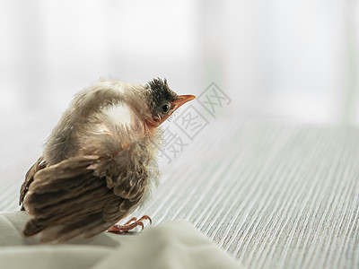 鸟儿身上的小红耳灯泡在被猫攻击后受伤宠物荒野小鸡羽毛幼鸟损害黑鸟帮助生活禽病图片