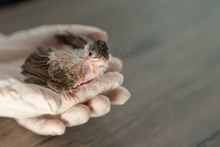 在被一只猫攻击和伤害后 近距离的兽医手握着小鸟的外科手套翅膀宠物野生动物幼鸟鸟伤治疗美甲热带病人荒野图片