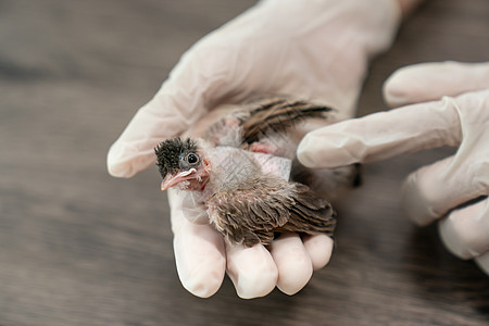 在被一只猫攻击和伤害后 近距离的兽医手握着小鸟的外科手套羽毛热带鸟伤翅膀治疗鸣禽荒野病人宠物幼鸟图片