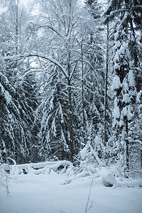 冬季森林 我们在雪中吃东西 自然风景在雪上落花图片