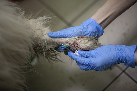 兽医治疗狗 用手戴手套 注射器进入血管 动物健康医疗实践 医生会做手术图片