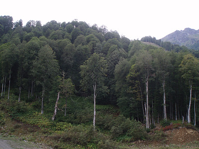 一片全景的山地景观 其山谷和森林山峰在高覆云天下蓝色顶峰场景岩石场地山脉假期农村旅行木头图片