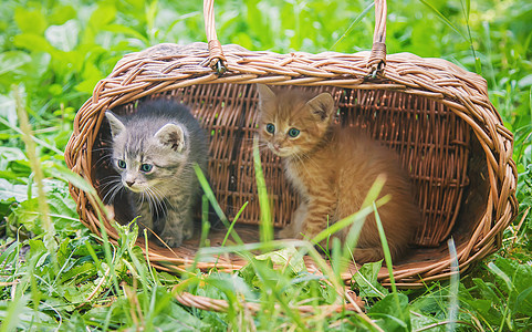 小猫是灰色和红色的 有选择的重点睡眠虎斑动物花园婴儿垃圾哺乳动物篮子猫咪家庭图片