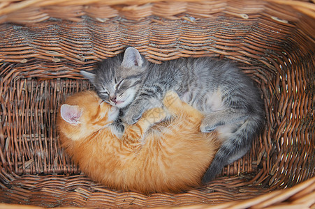 小猫是灰色和红色的 有选择的重点乐趣动物宠物朋友们篮子家庭垃圾哺乳动物婴儿团体图片