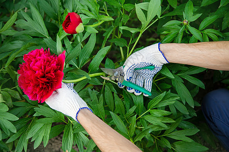 园丁修剪花卉花园 有选择的焦点 大自然房子男人女性生长衬套工具女孩玫瑰商业牡丹图片