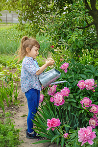 在花园里给花儿浇水 有选择的焦点后院女士婴儿园丁工作食物牡丹园艺植物晴天图片