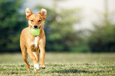 一只漂亮的浅棕色狗从绿草坪上跳下来 给我们带来球图片