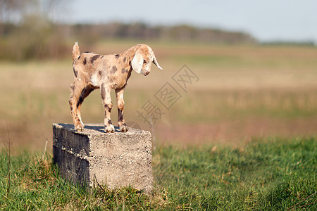 布朗发现漂亮的小山羊 站在混凝土块上草地家畜雕塑婴儿小山羊微笑水泥孩子耳朵立方体图片