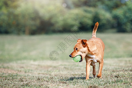 棕色狗跟尾尾巴跑来 把绿球带来了耳朵动物橙子牙齿头发背景行动玩具朋友小狗图片