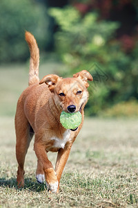 棕色狗跟尾尾巴跑来 把绿球带来了玩具训练飞行晴天动物跳跃游戏宠物牙齿背景图片