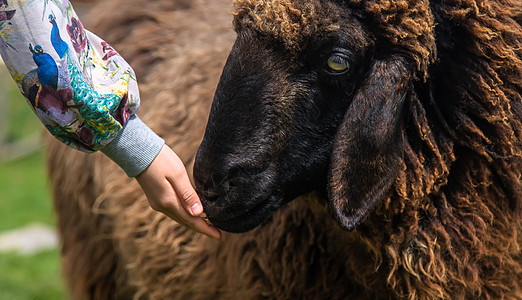 孩子喂羊 有选择地集中注意力宠物童年女孩活动横幅农村水果苔藓动物园羊肉图片