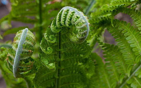 Matteuccia 的蕨类植物螺旋是蕨类植物的一个属 只有一个物种 俗名鸵鸟蕨 蕨菜蕨或羽毛球蕨叶子花园森林生活圆圈树叶植物群图片
